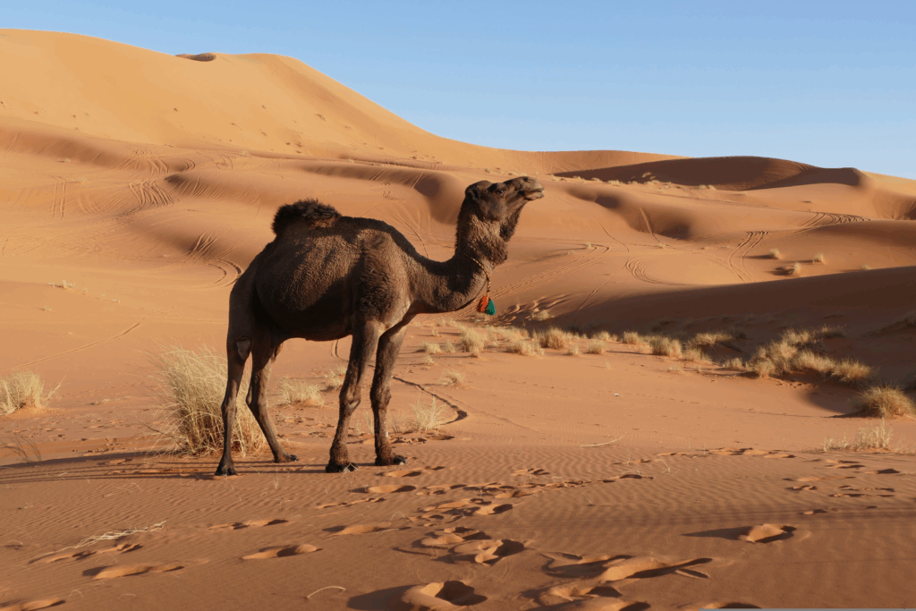 TOUR MAROCCO DEL SUD, OASI E KASBAH